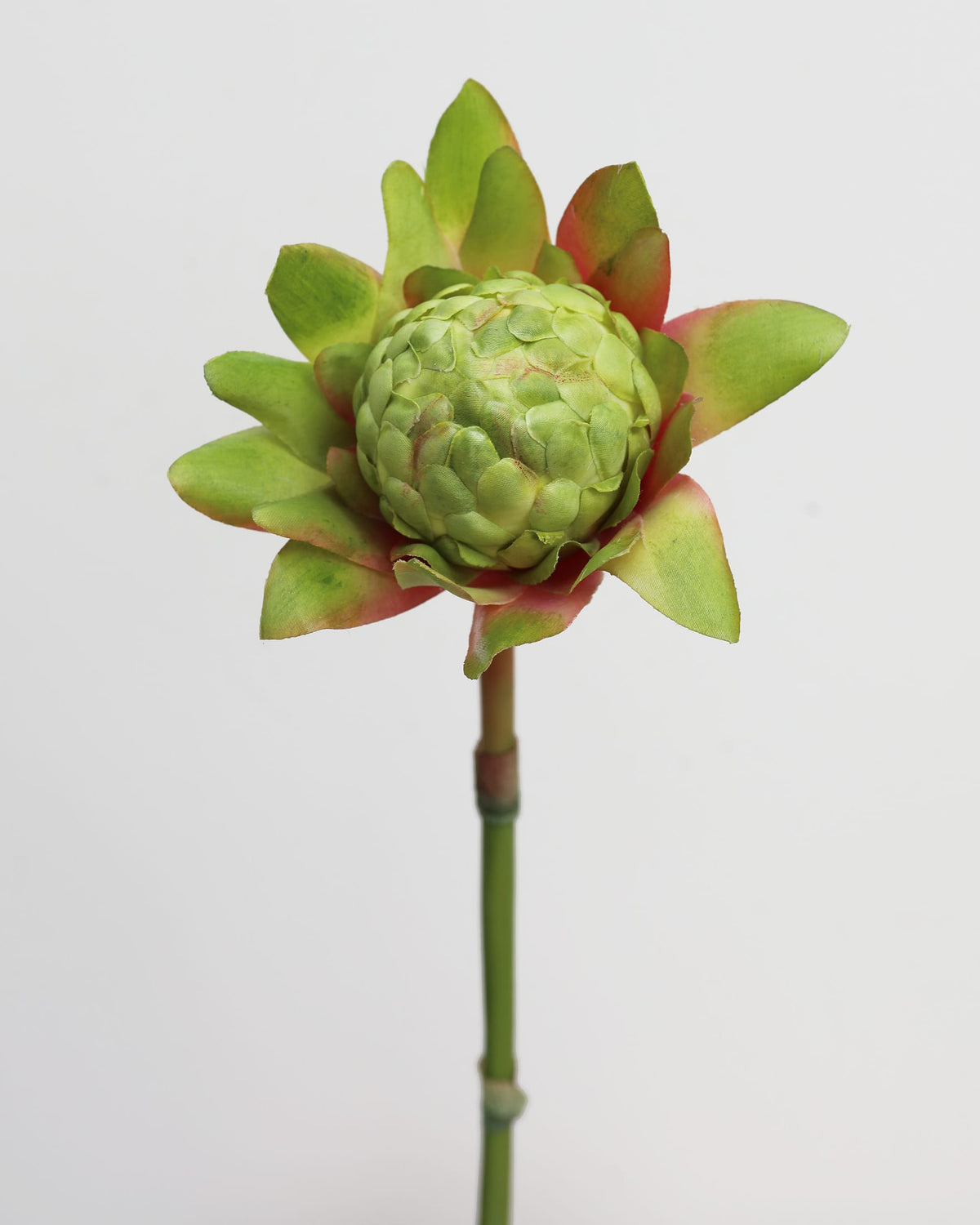 faux green waratah close up 
