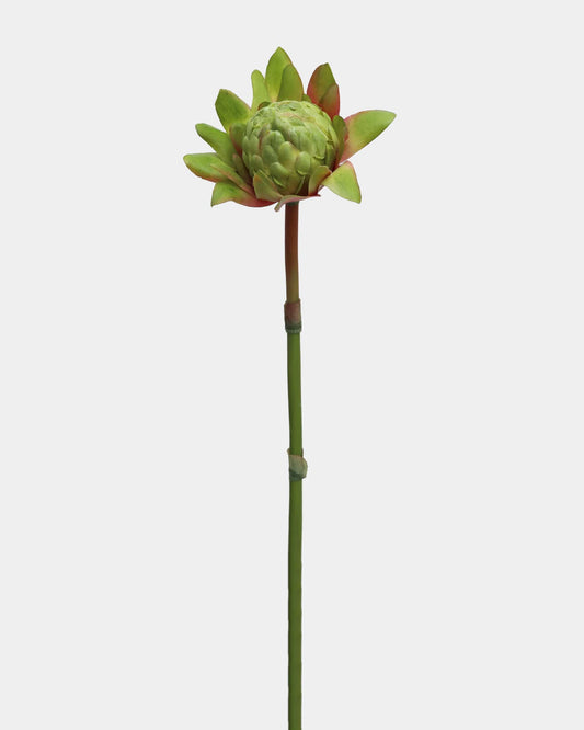 faux green waratah 