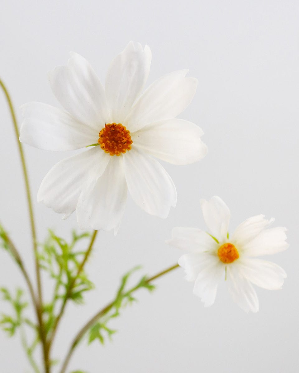 White Cosmos Flower Bloom