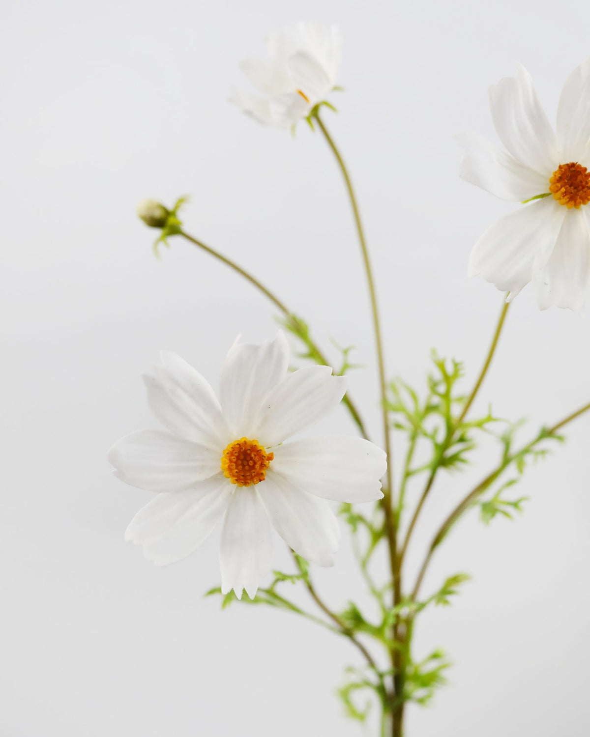 Artificial White Real Touch Cosmos close up 