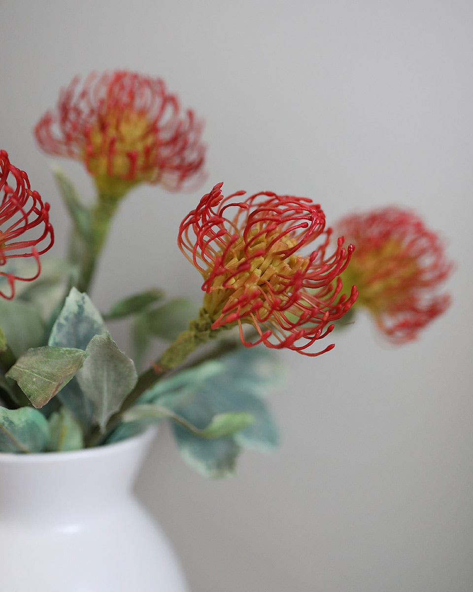 Red Orange Needle Proteas Closer Detailed Photograph Tropical Stems