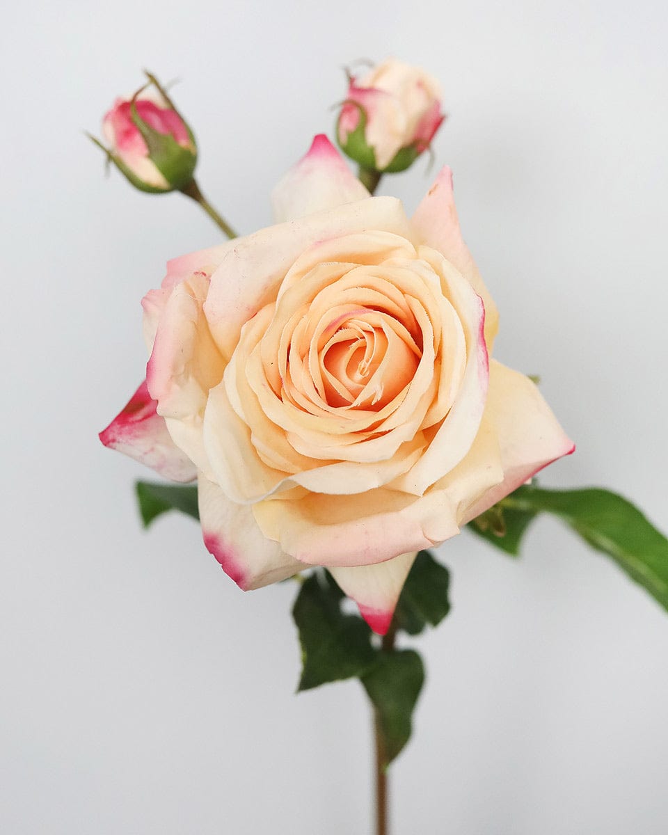 Real Touch Prestige Peach Rose | Real Touch Roses | Peach Flowers