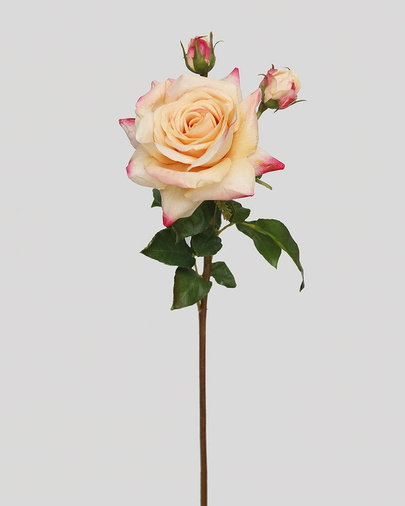 Prestige Botanicals New Arrivals