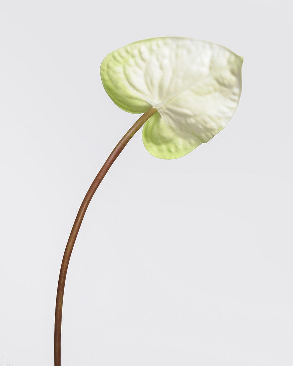 Back of Fake Tropical Anthurium Flower in Cream