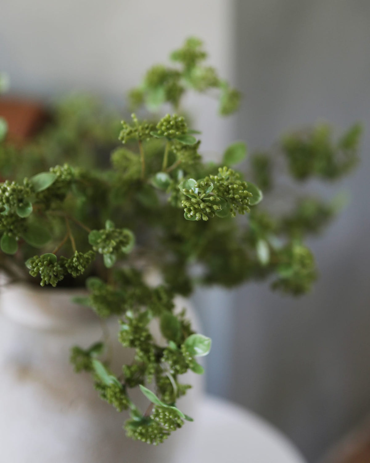 artificial green sedum close up 