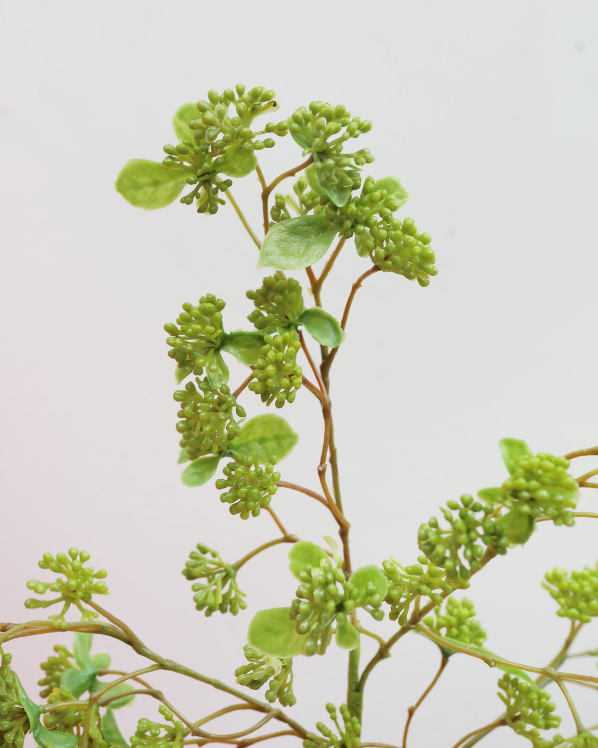 artificial green sedum close up 
