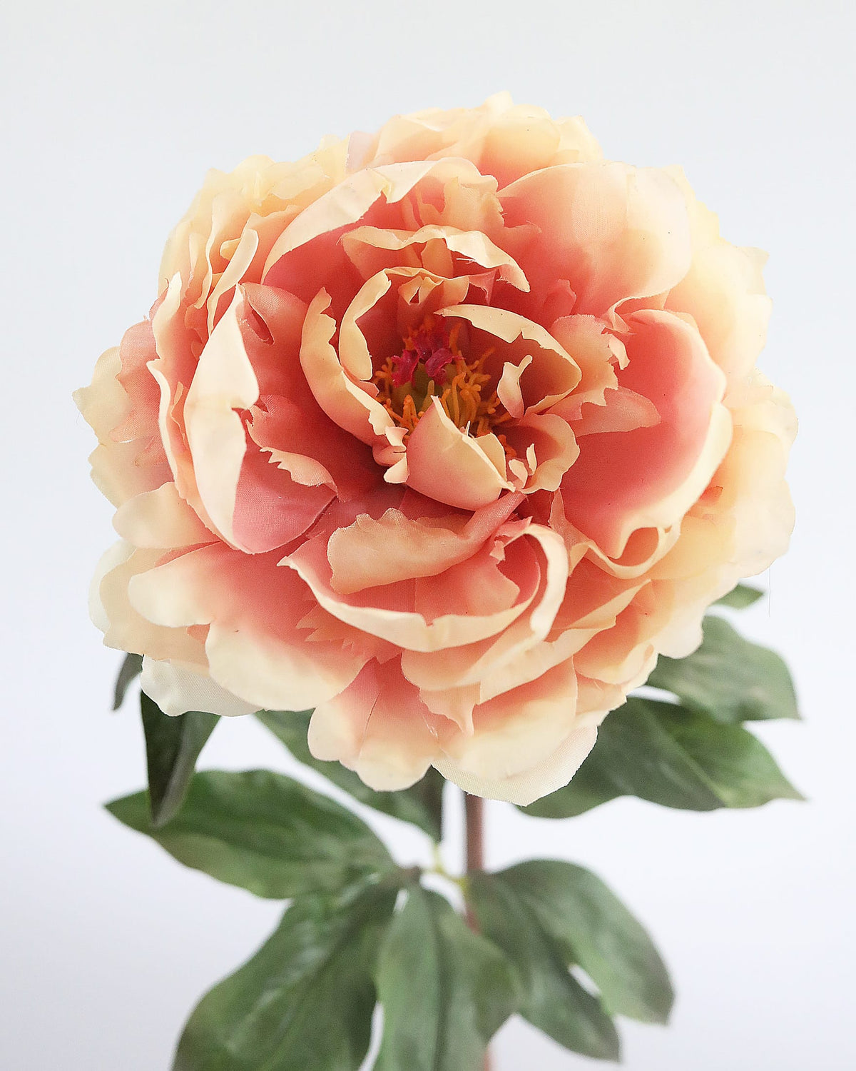 Peach Pink Open Real Touch Peony close up 