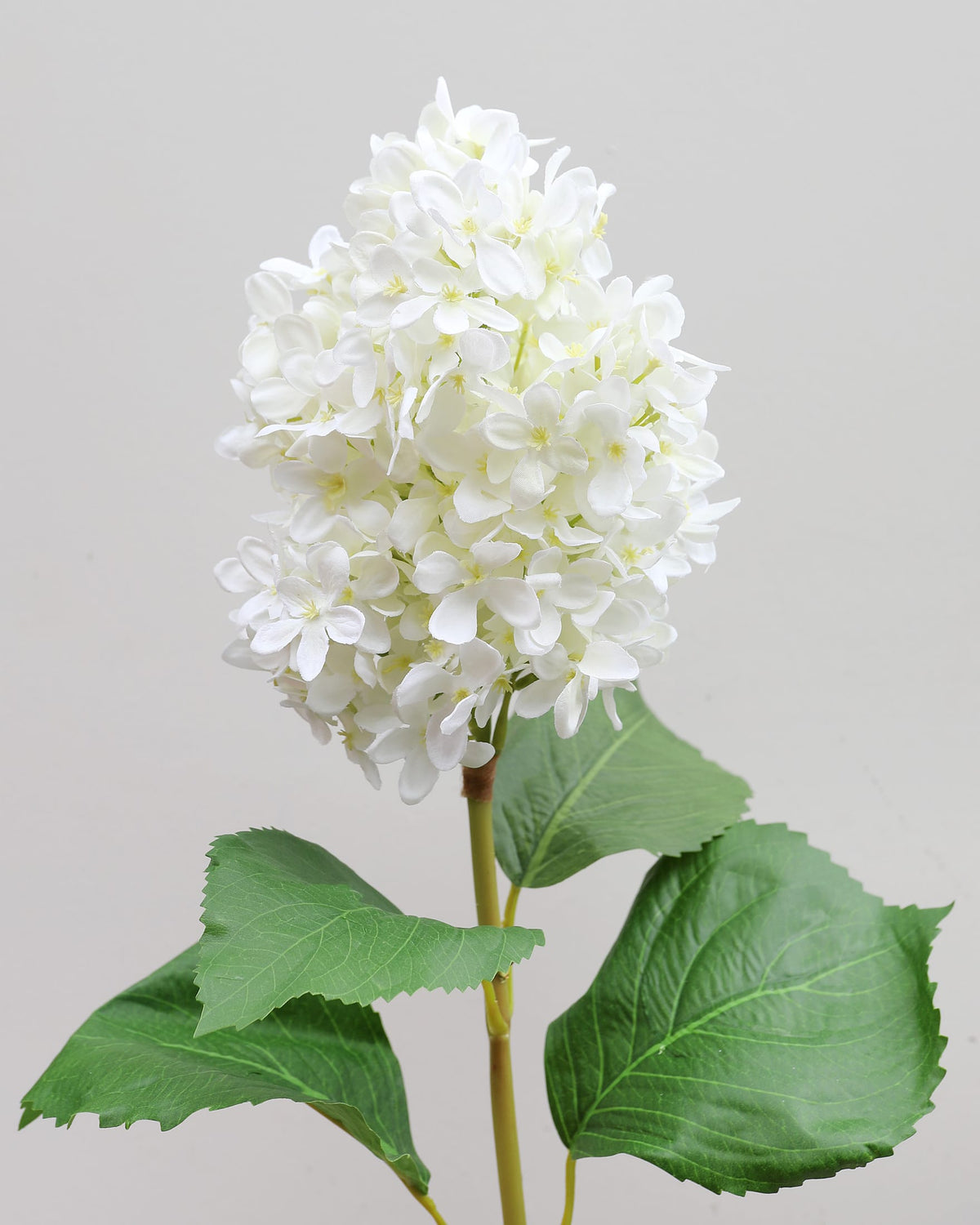 Cream White Faux Cone Hydrangea close up 