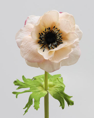 Soft Peach Real Touch Anemone 17.5