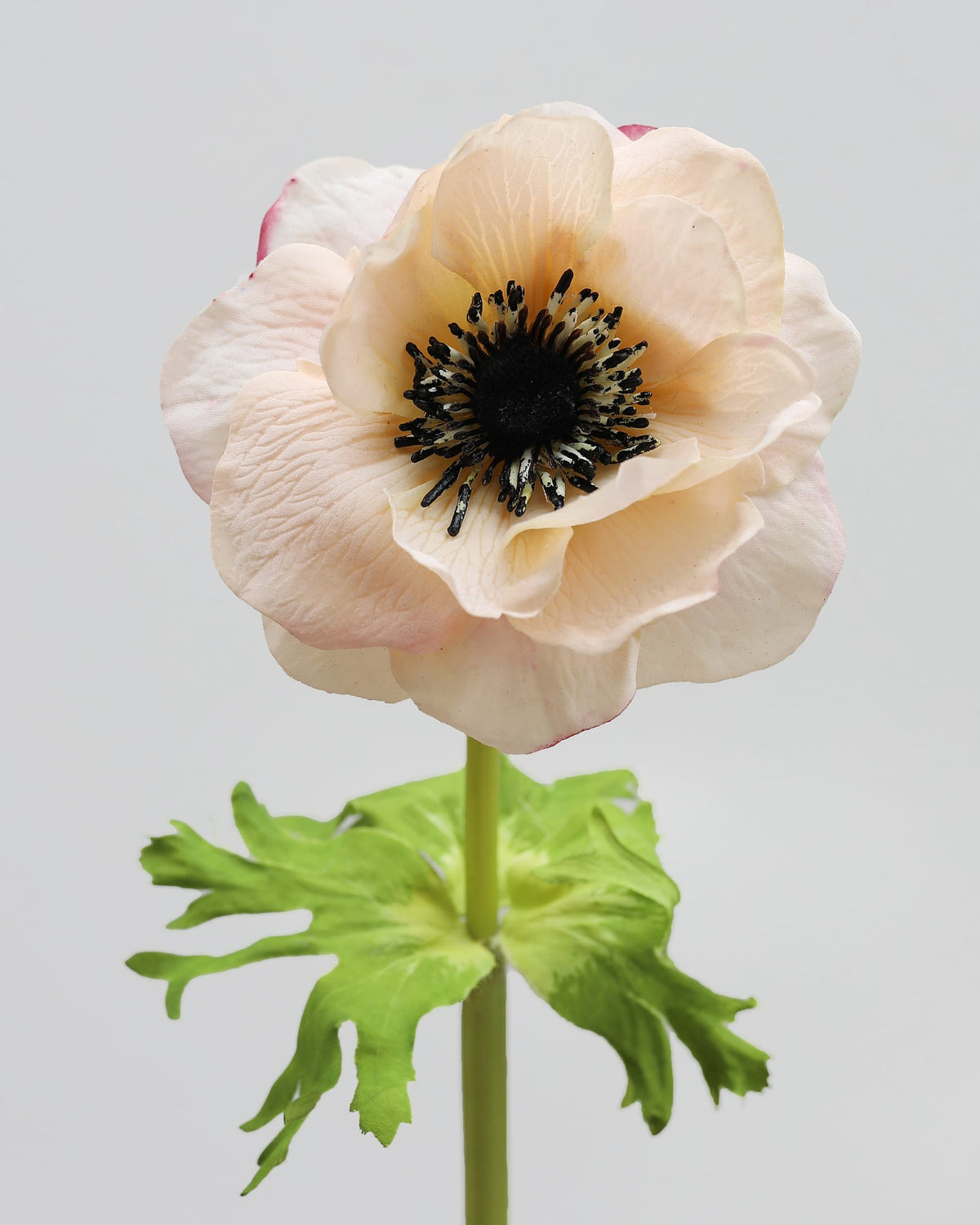 faux pale blush anemone close up 