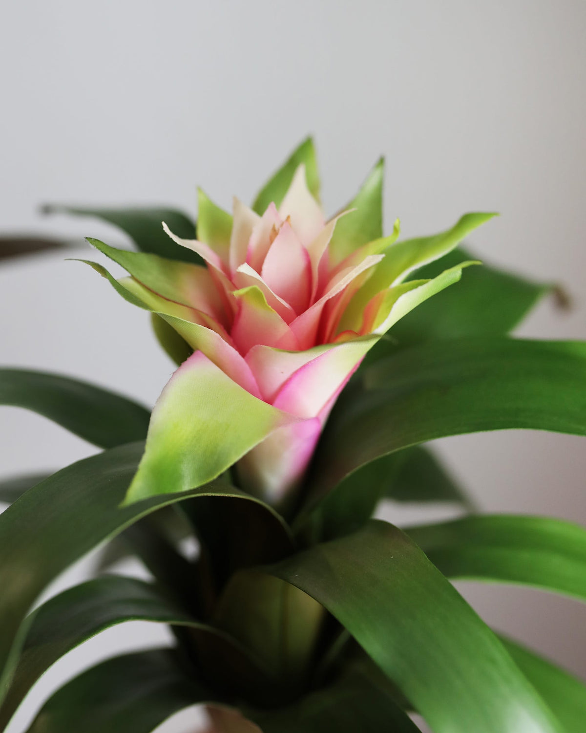 Close Up Details of faux Pink Bromeliad Blossom