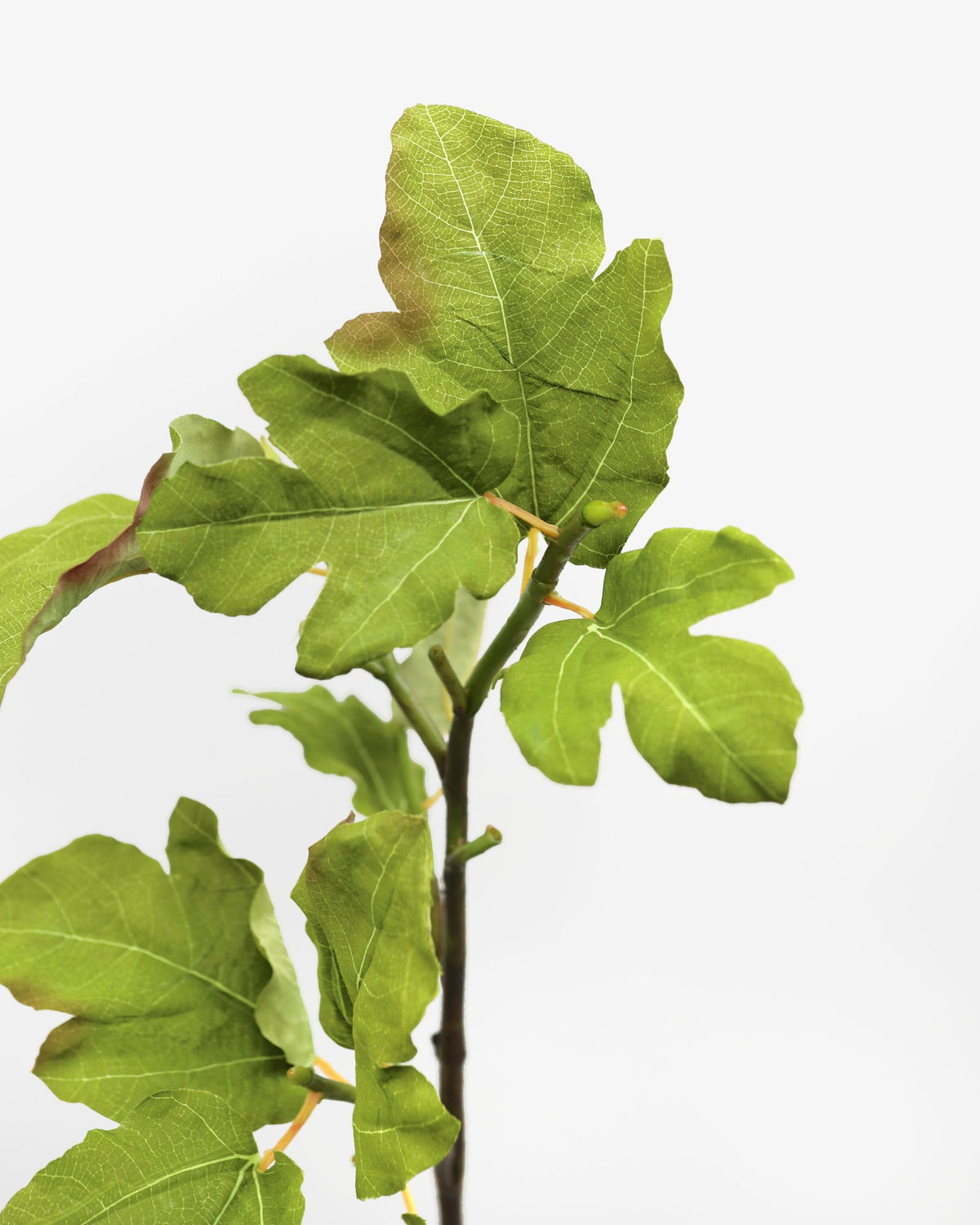 Artificial Fig Leaves close up 