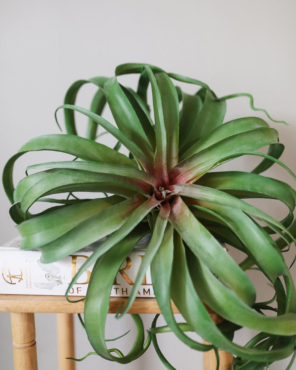 air plant that looks like grass Large Air Grass Plant 12"