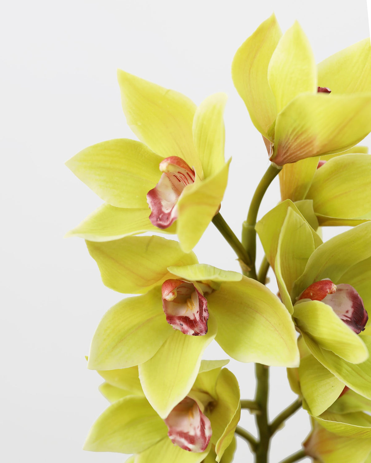 Artificial Green Large Cymbidium Orchid flower close up 