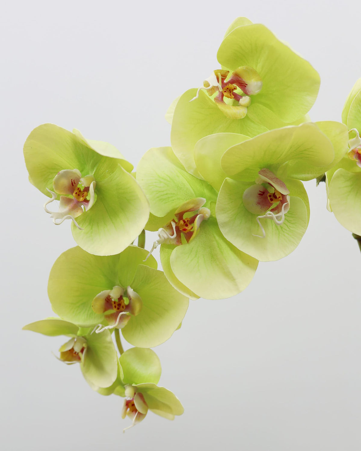 Green Artificial Phalaenopsis Orchid close up 