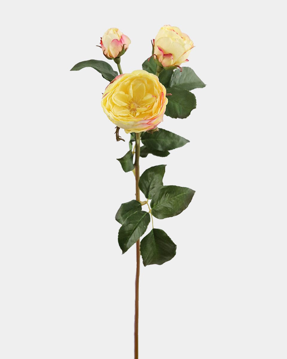 Yellow English Rose 22