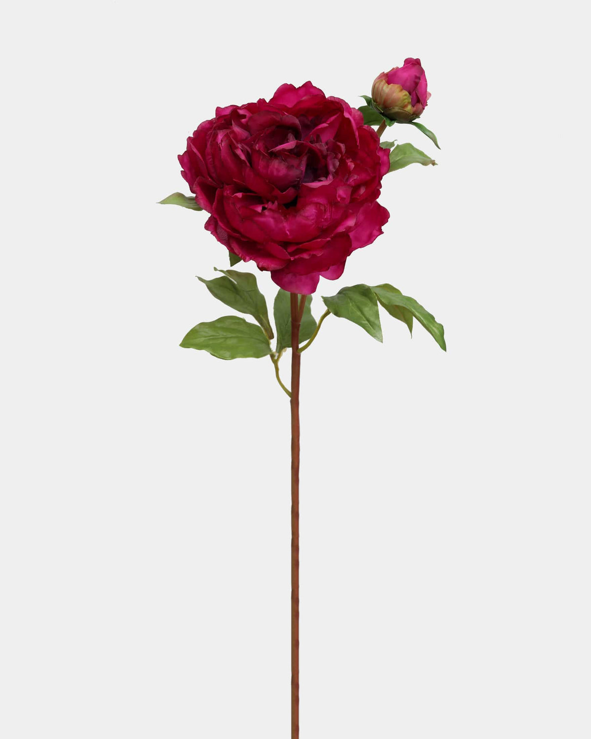 Single dark pink peony flower with a bud on a white background