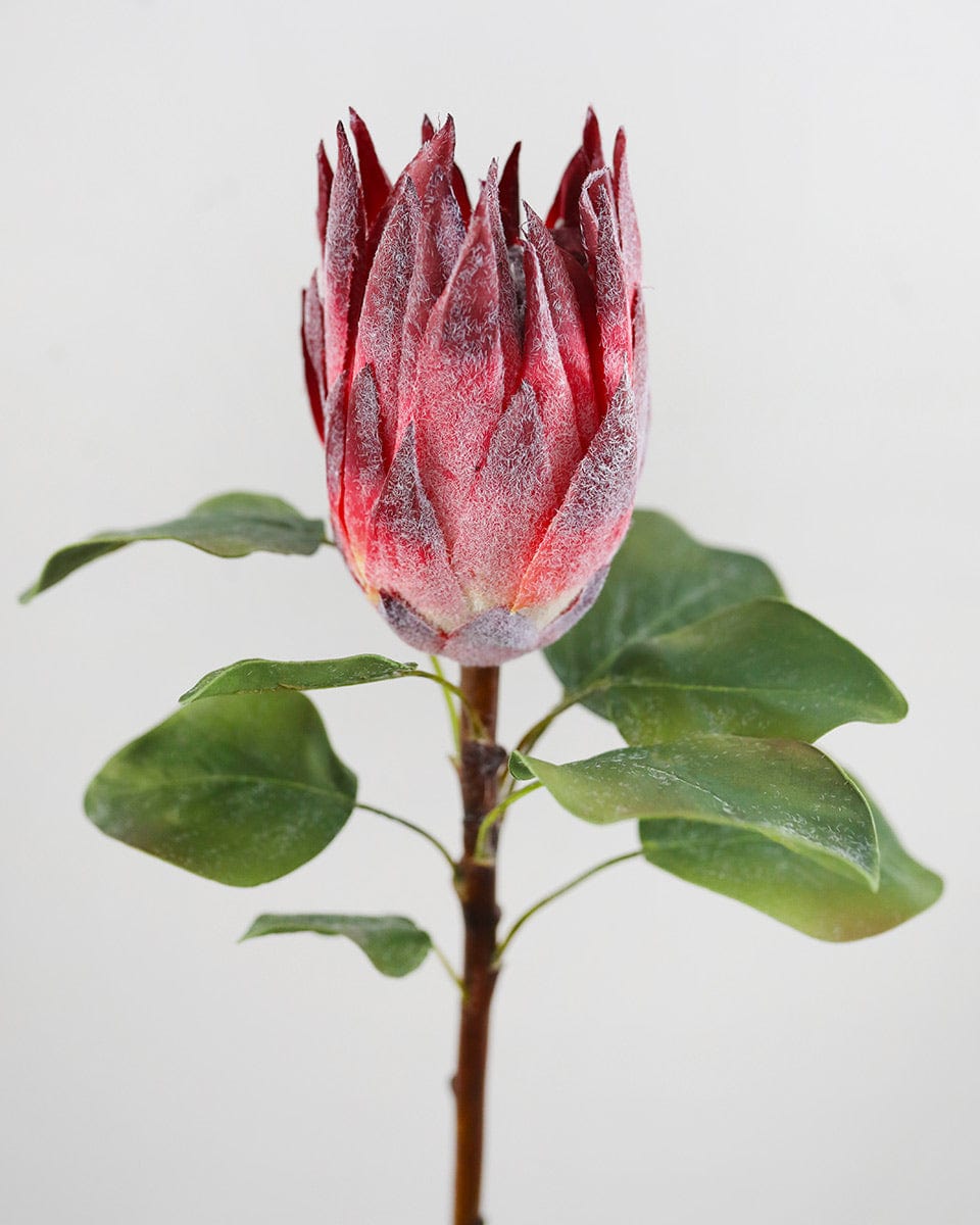 Close Up Image of Flocked Protea in Red Burgundy