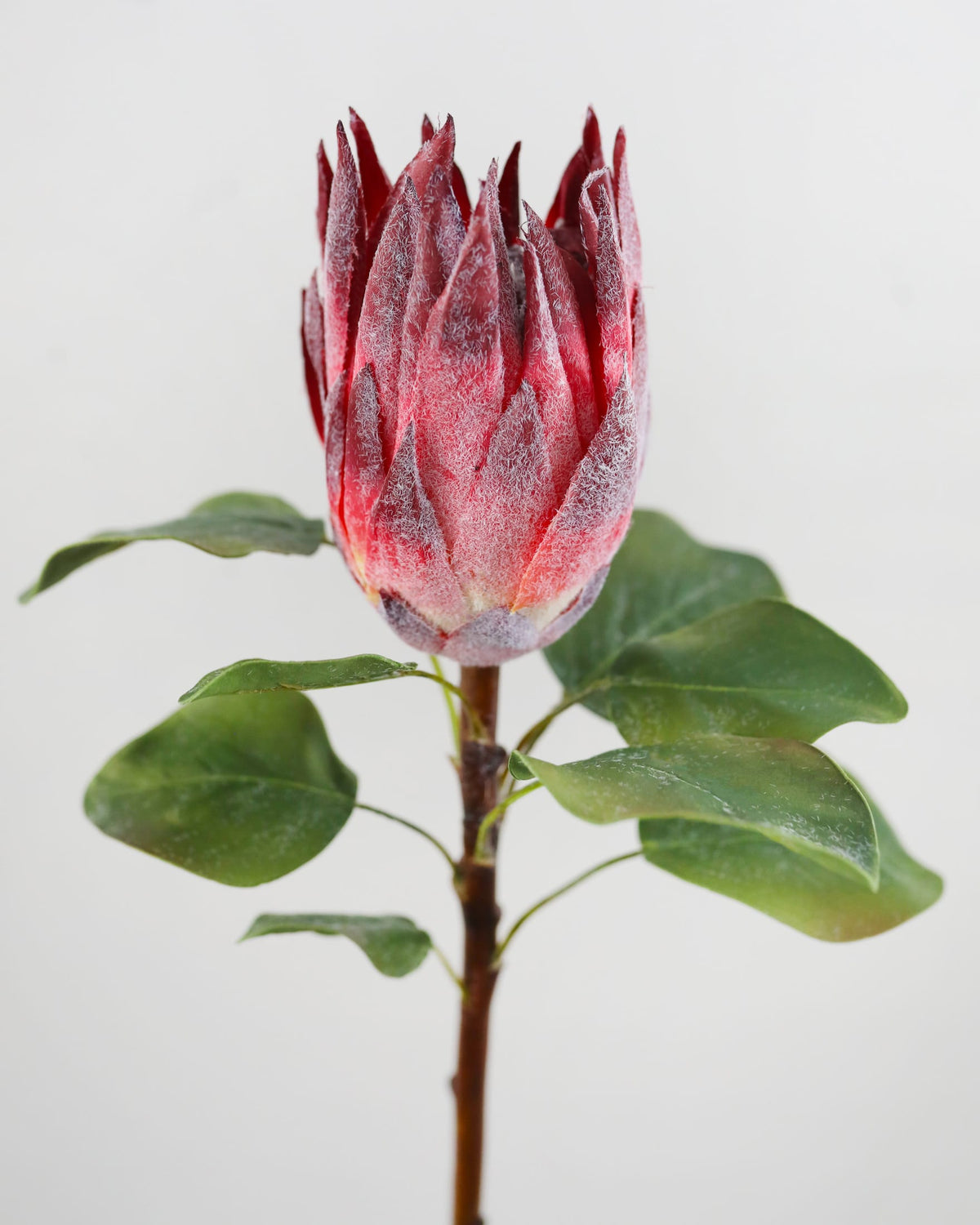Close-up of a red faux protea flower with green leaves on a light gray background