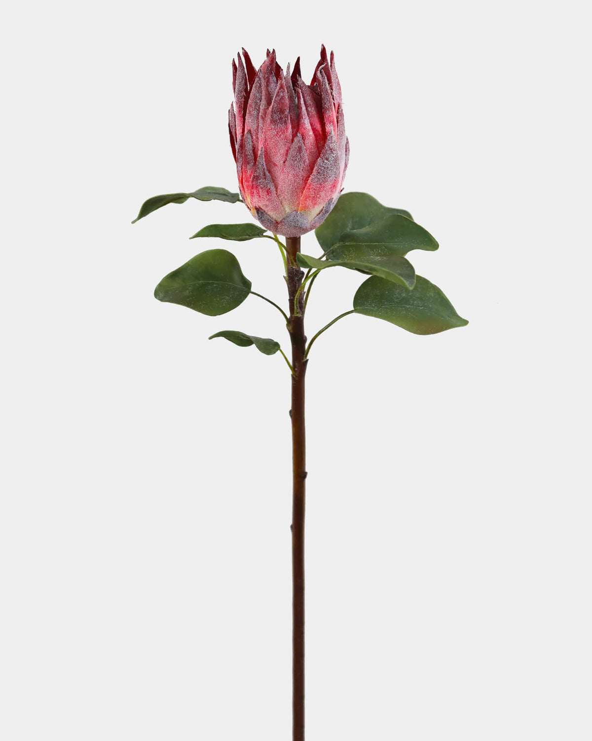 Faux protea flower bud with green leaves on a white background