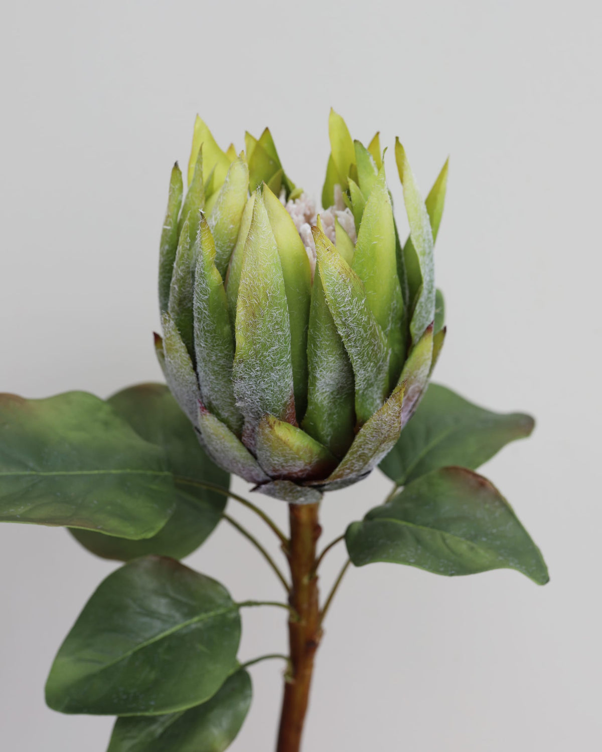 Close-up of a large green faux protea bud with leaves on a light gray background