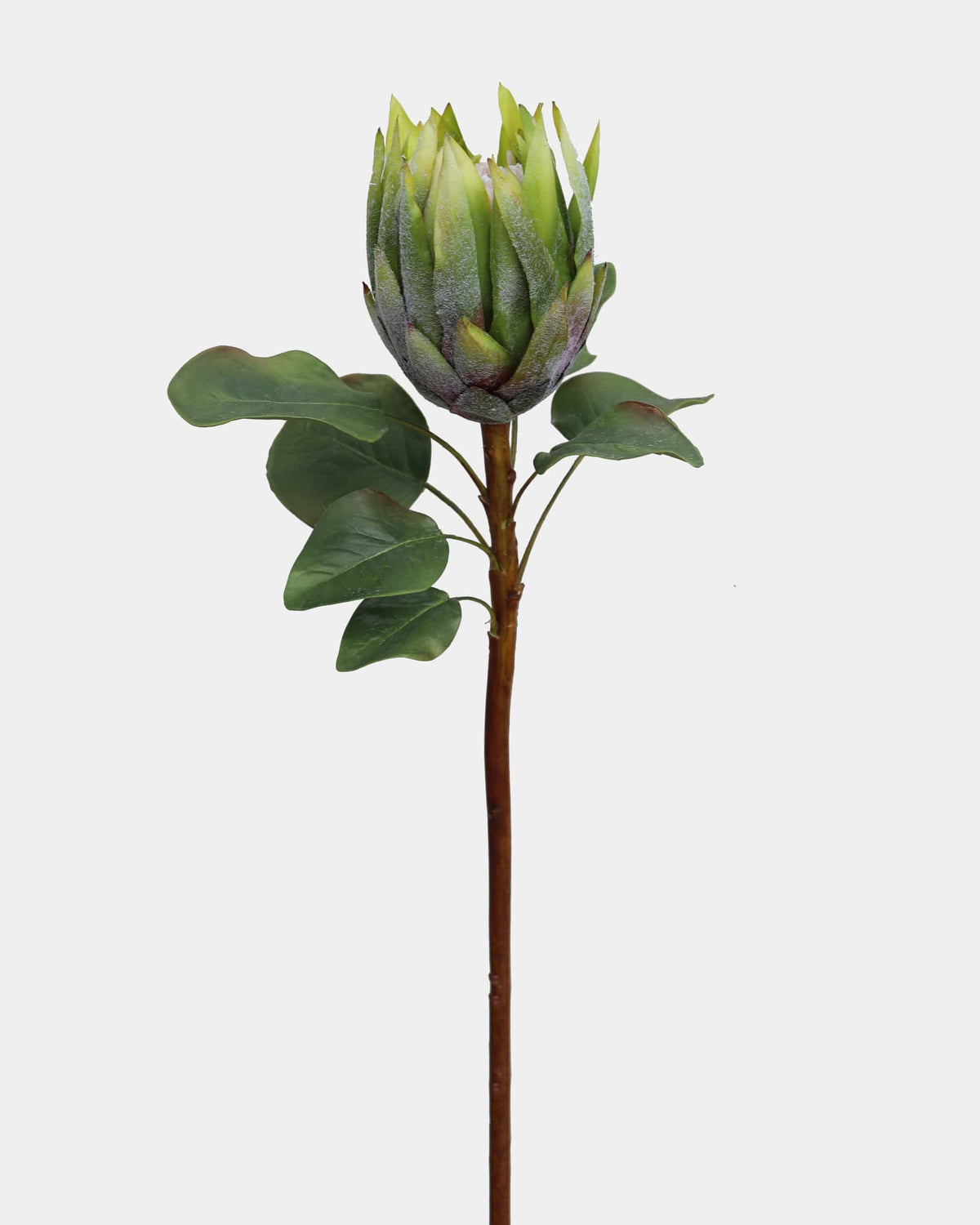 Artificial green protea with green leaves and a brown stem on a white background