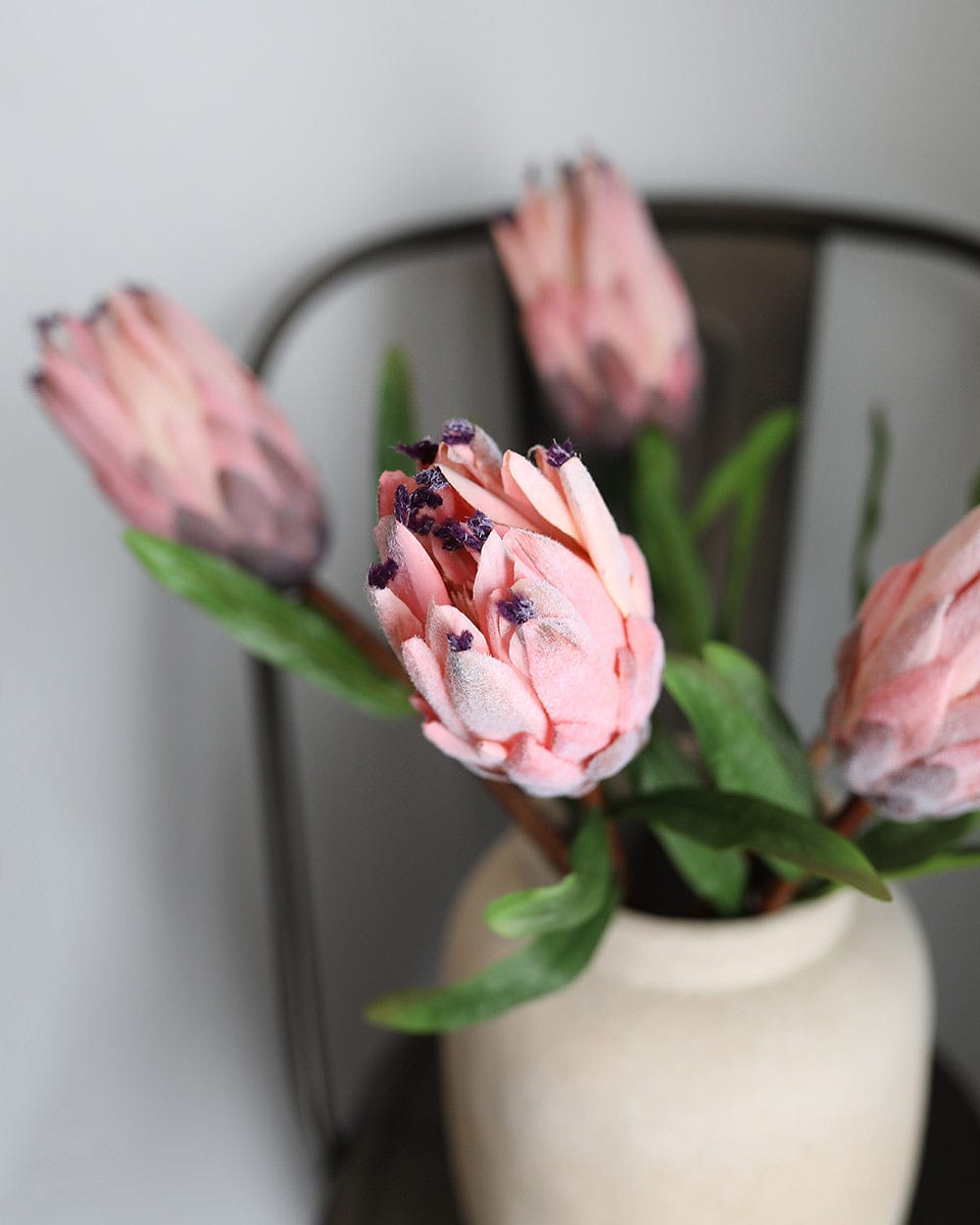 Close Up of Pink Mink Proteas Blooms in Vase Home Decor