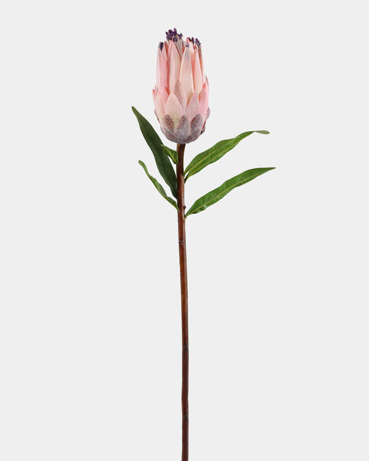 Single faux pink protea flower on a white background