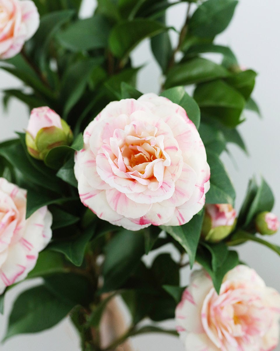 Oversized Flower Bush with Pink Faux Camellia Blossoms