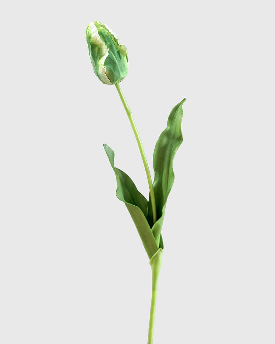 Green Cream Real Touch Parrot Tulip Bud