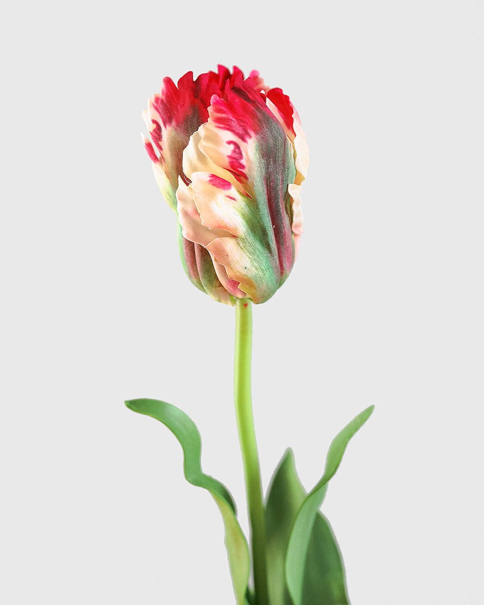 Real Touch Parrot Tulip in Red and Cream Yellow