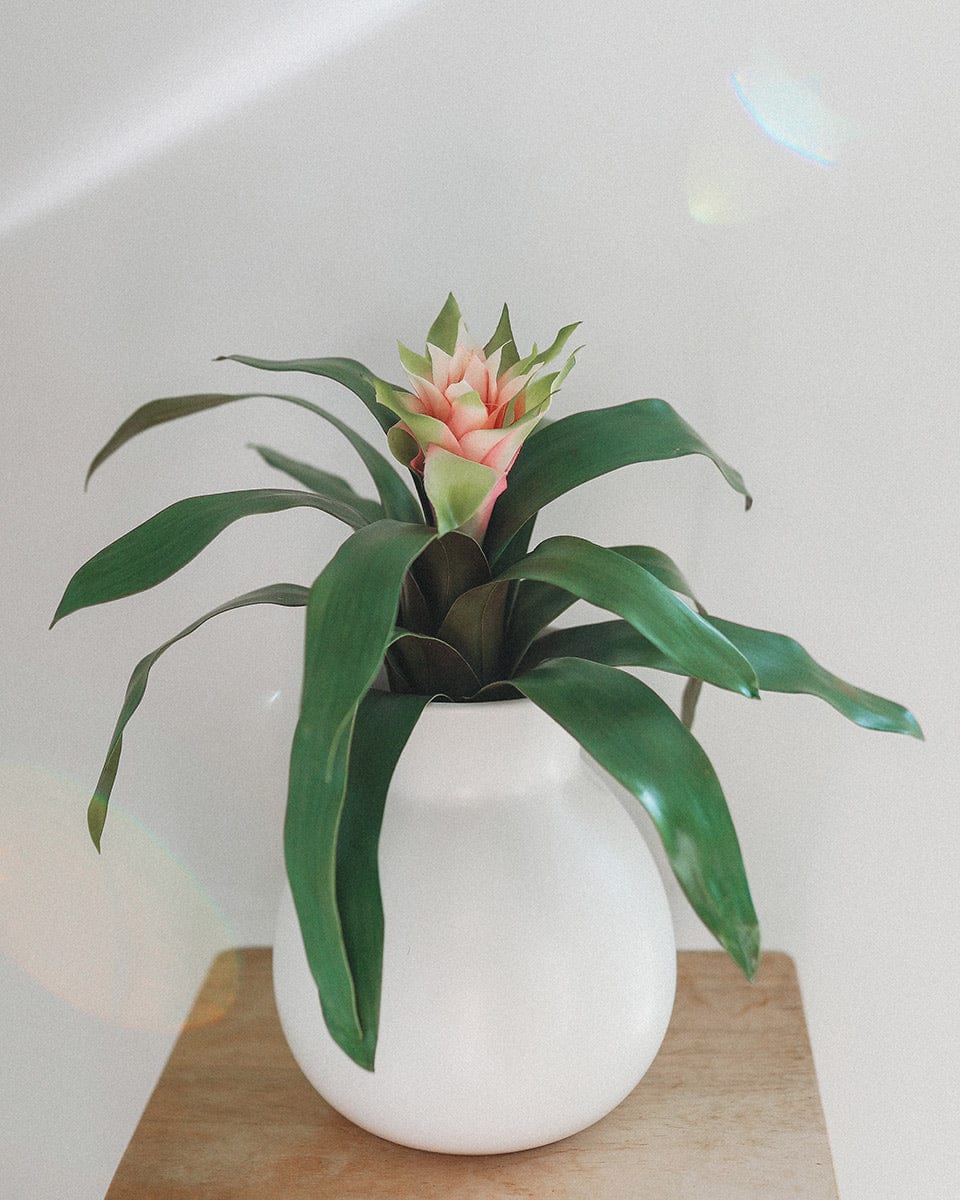 Faux House Plant Pink Bromeliad in Vase