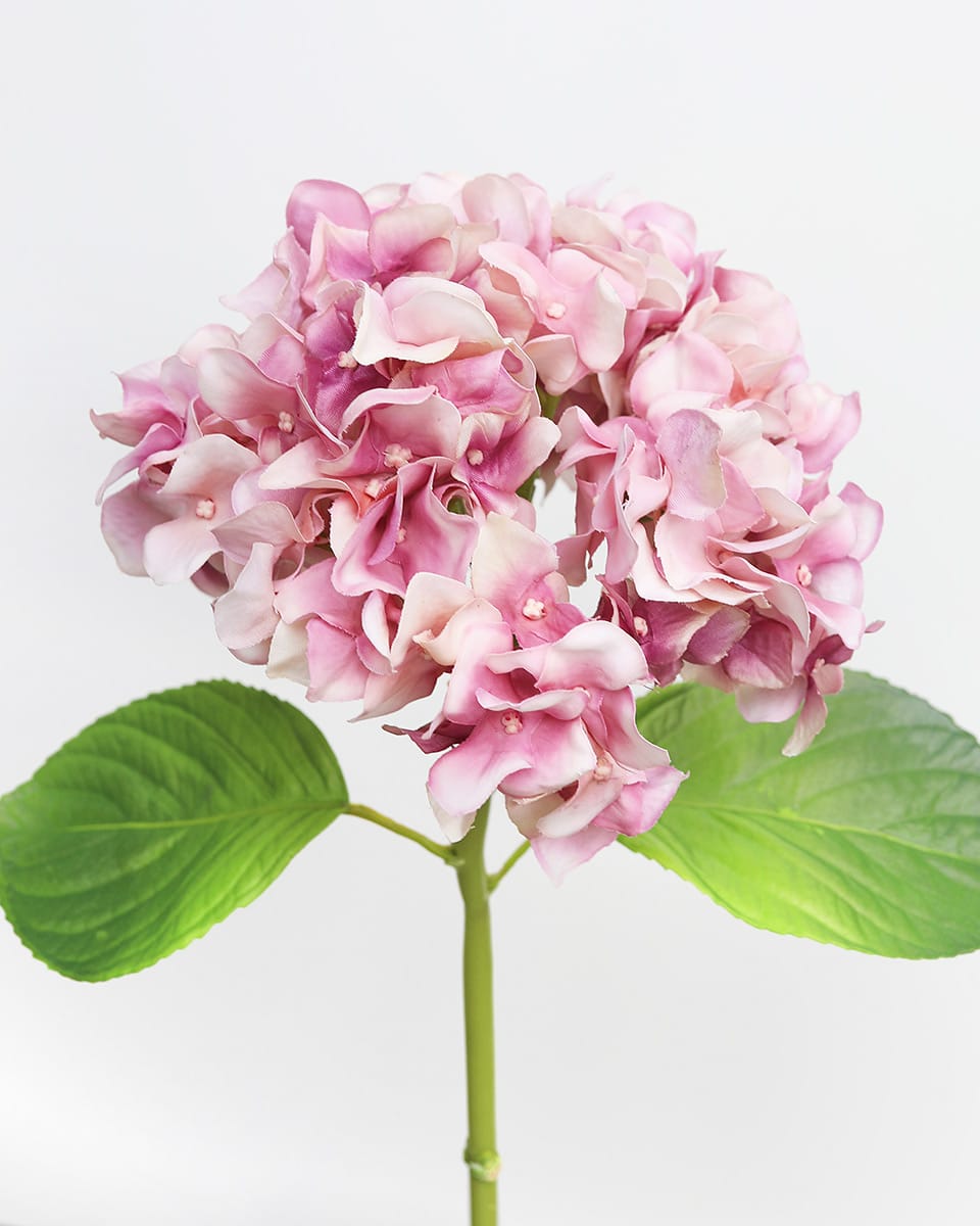 Hydrangea Flowers Blossom Pink Florals