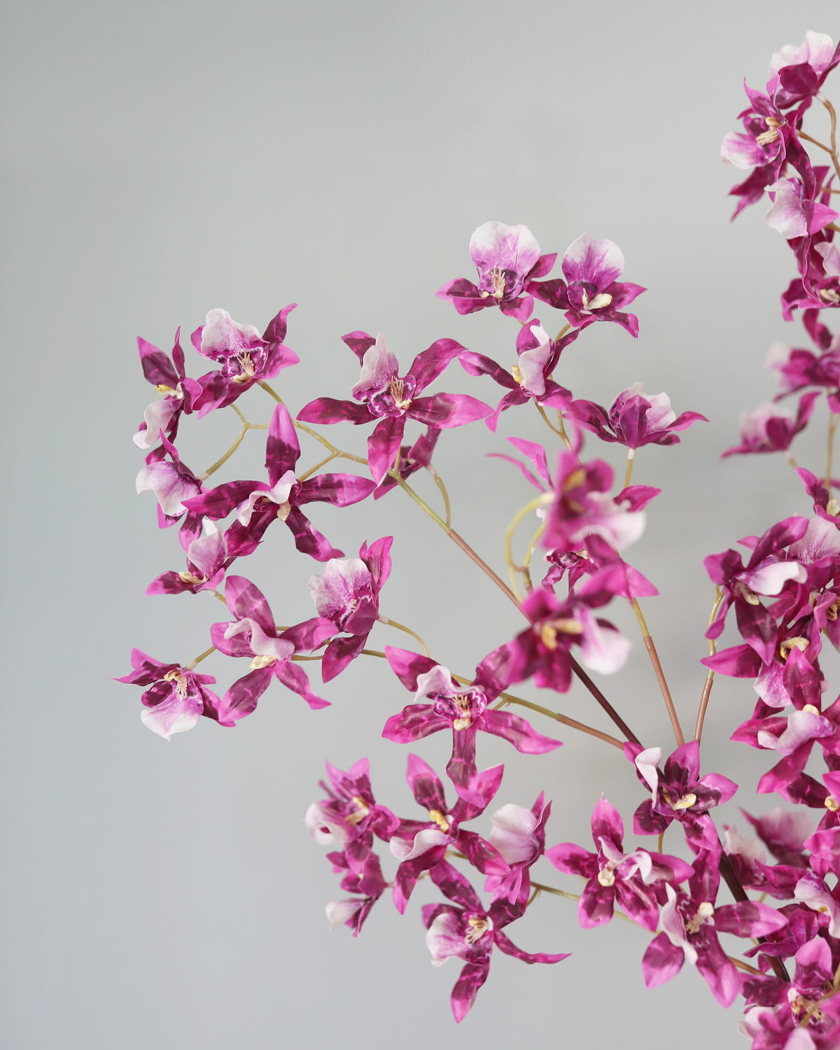 Pink artificial oncidium flowers