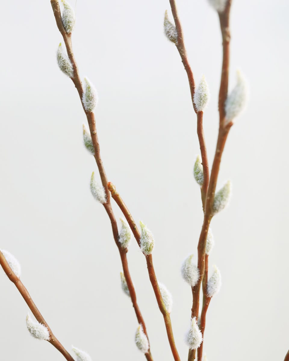 Spring Stems Faux Pussy Willow Branch