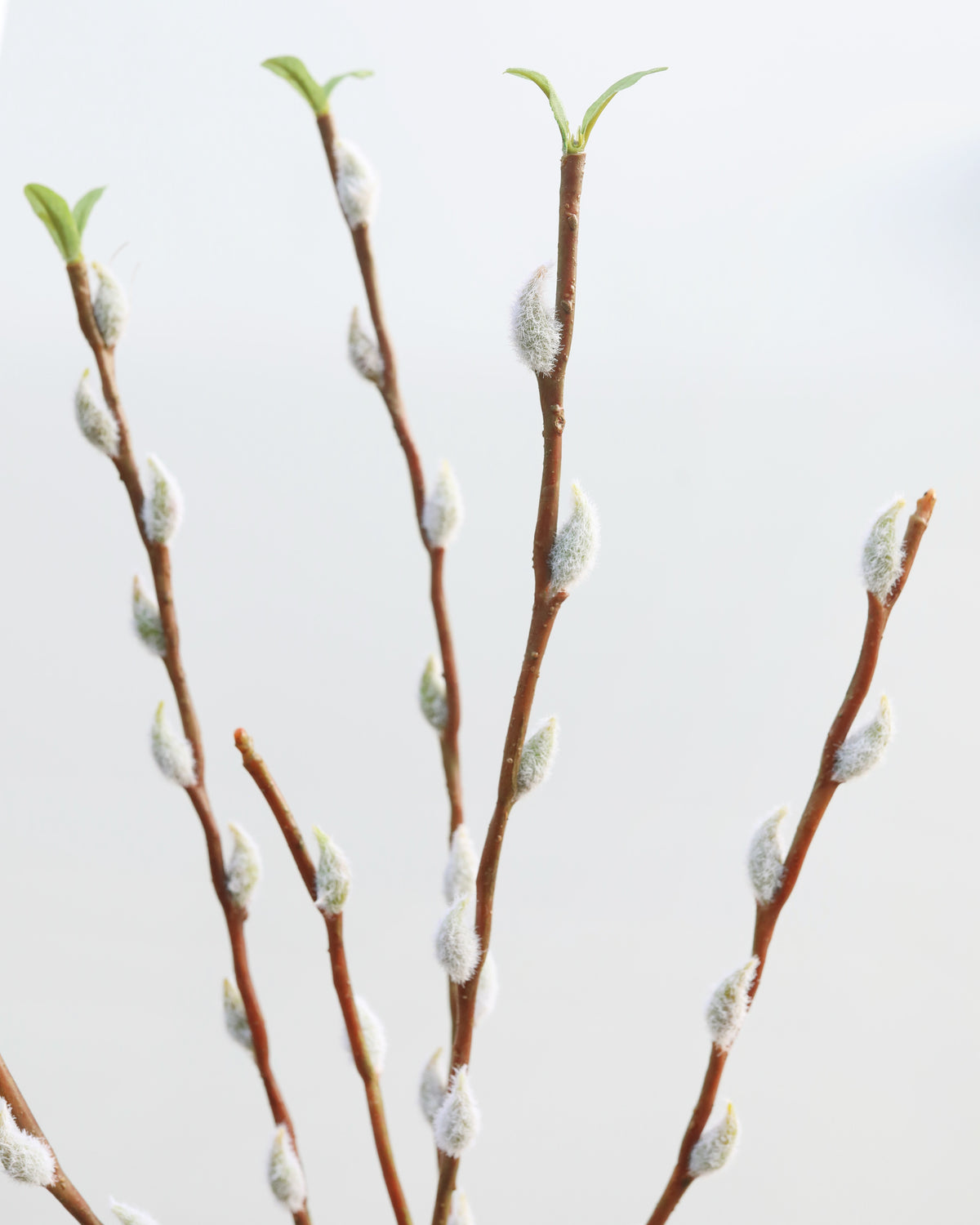 Artificial Pussy WiIlow Branch close up