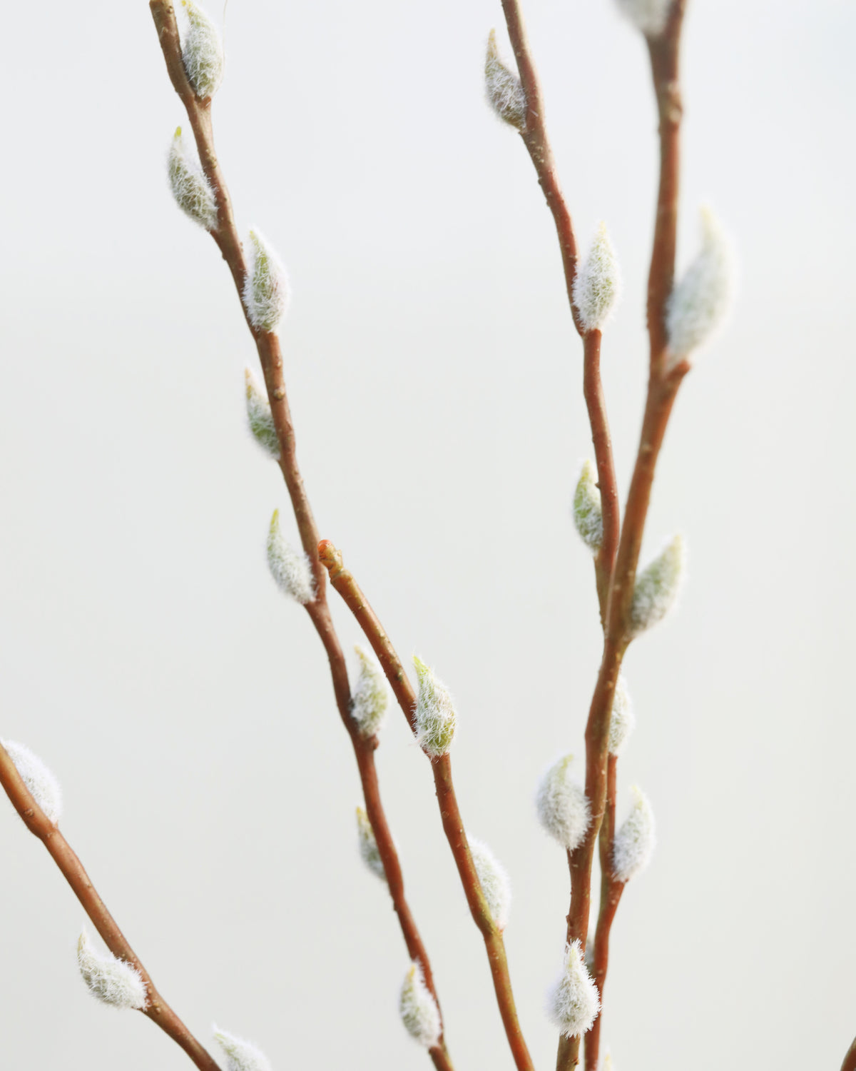 Artificial Pussy WiIlow Branch close up