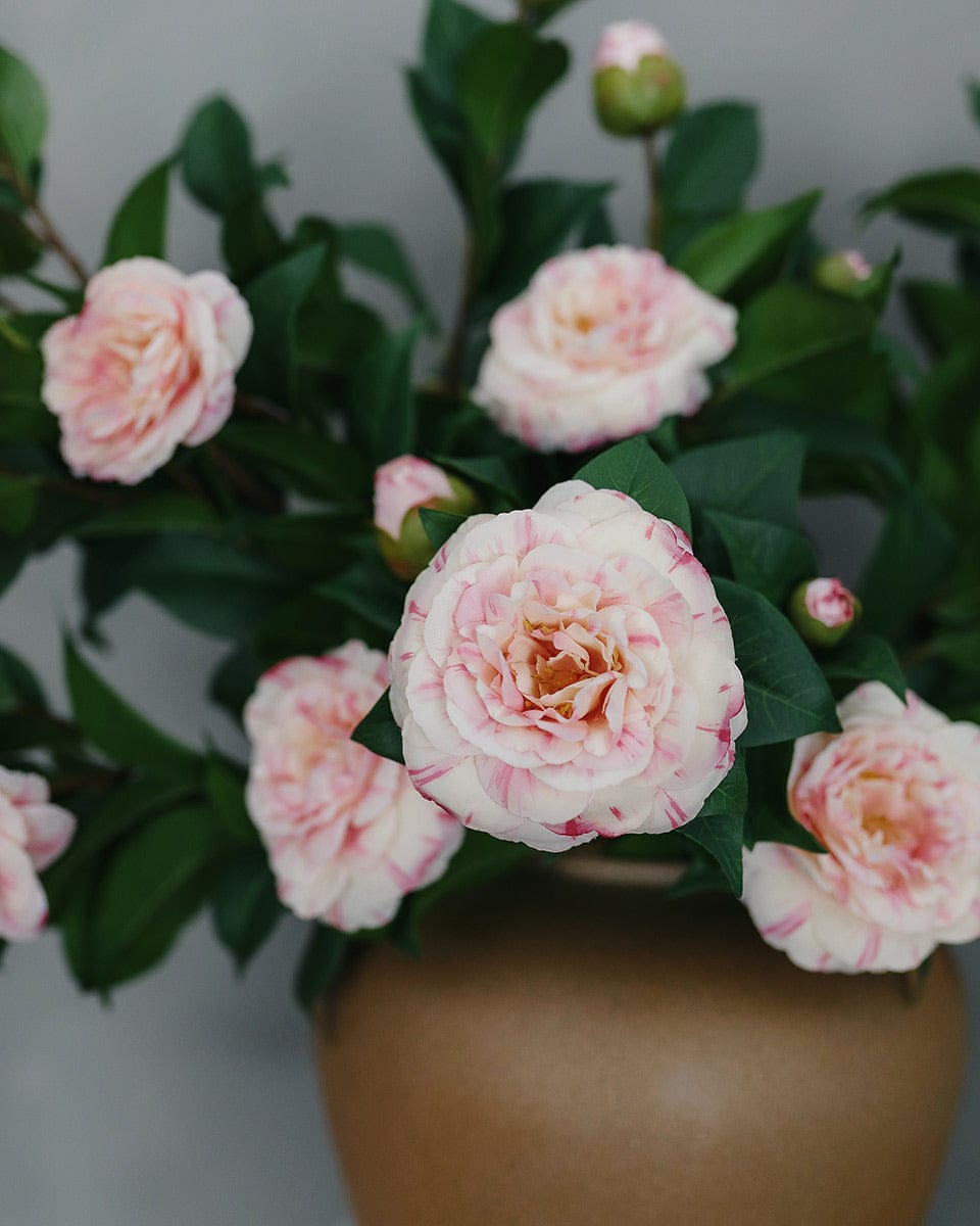 Flower Display with Fake Pink Camellias Flowering Bushes