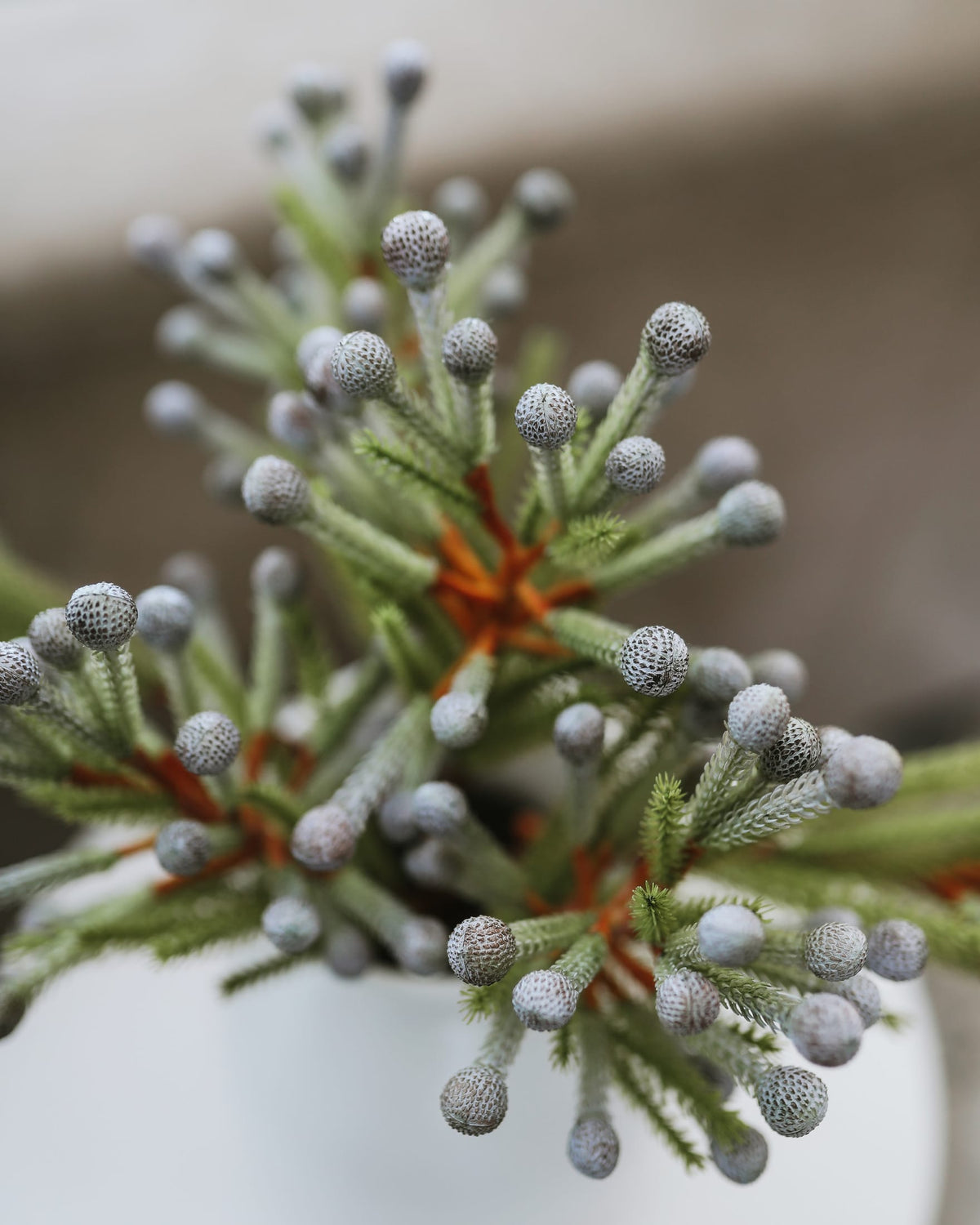 Artificial Silver Brunia Berries close up