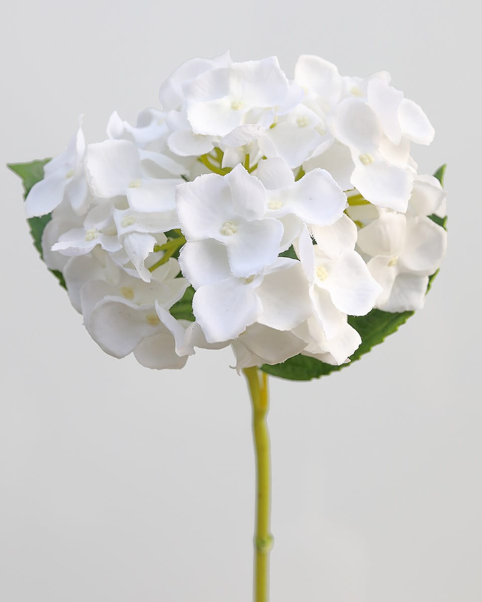 White Flowers Hydrangea Stem