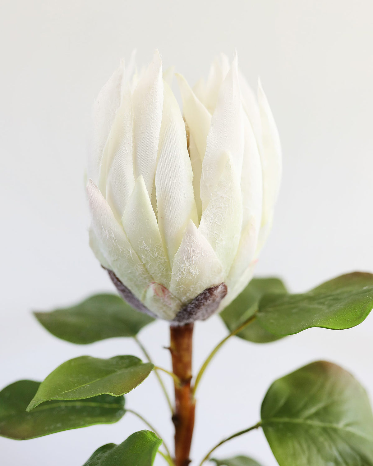 faux white protea close up