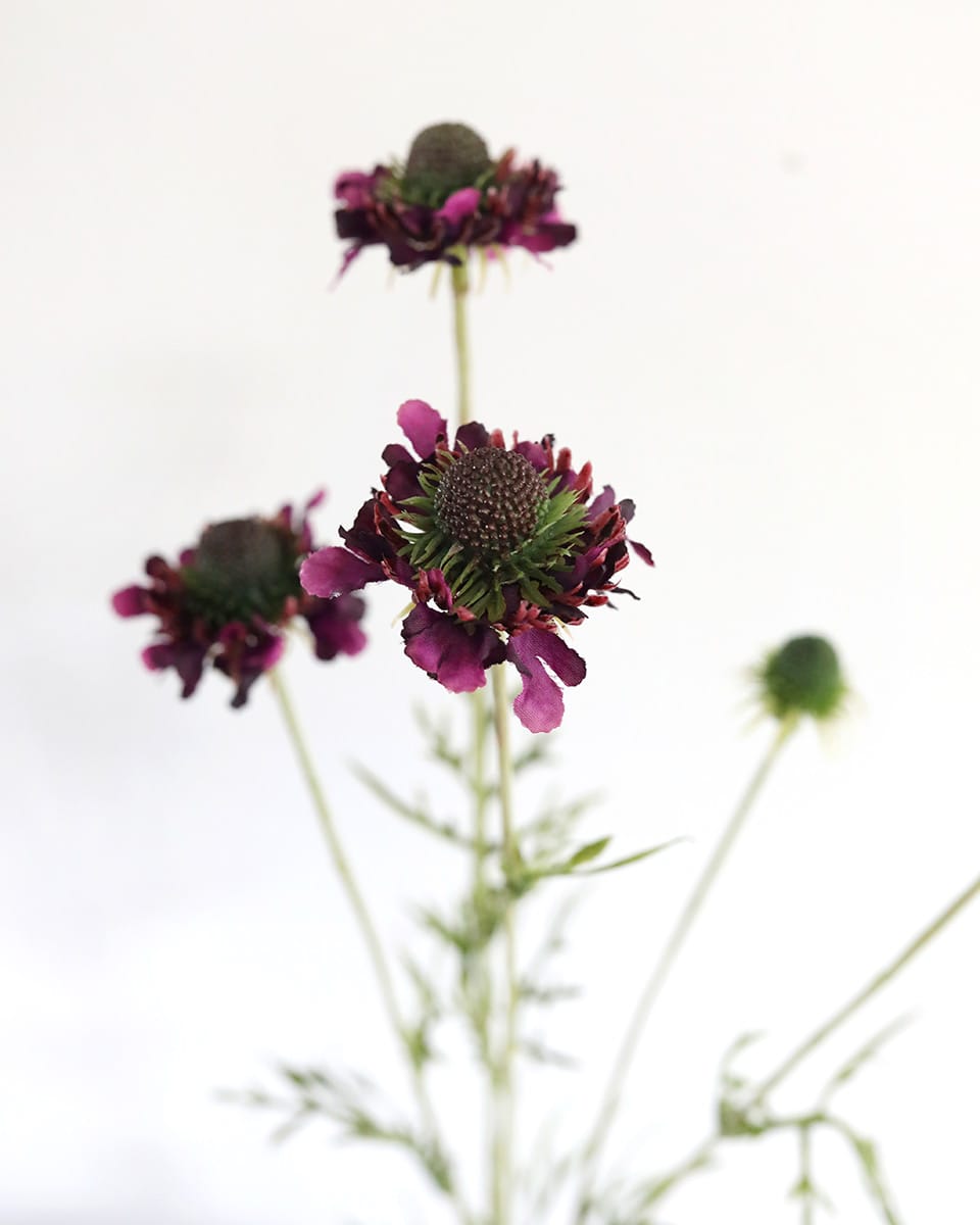 Close Up Details of Violet Purple Scabiosa Wildflower