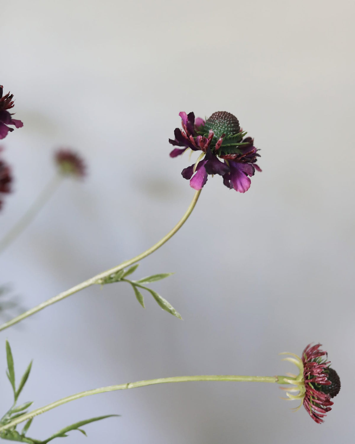Artificial Violet Scabiosa Wildflower Close up 