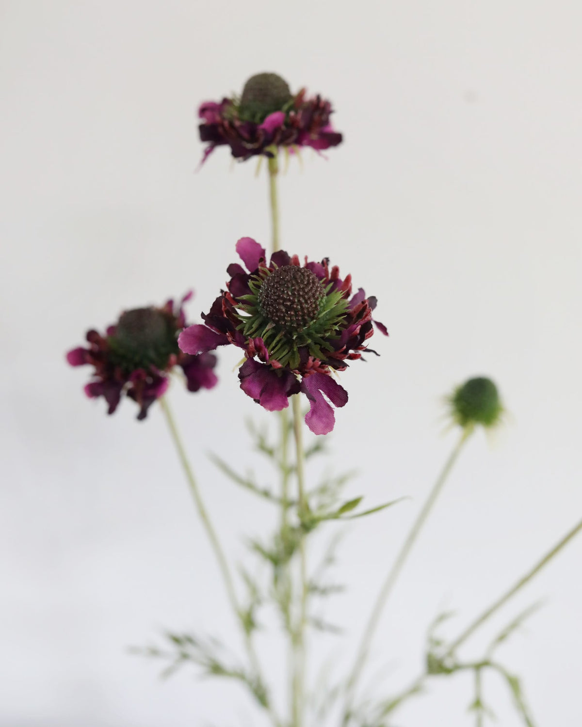 Artificial Violet Scabiosa Wildflower close up 