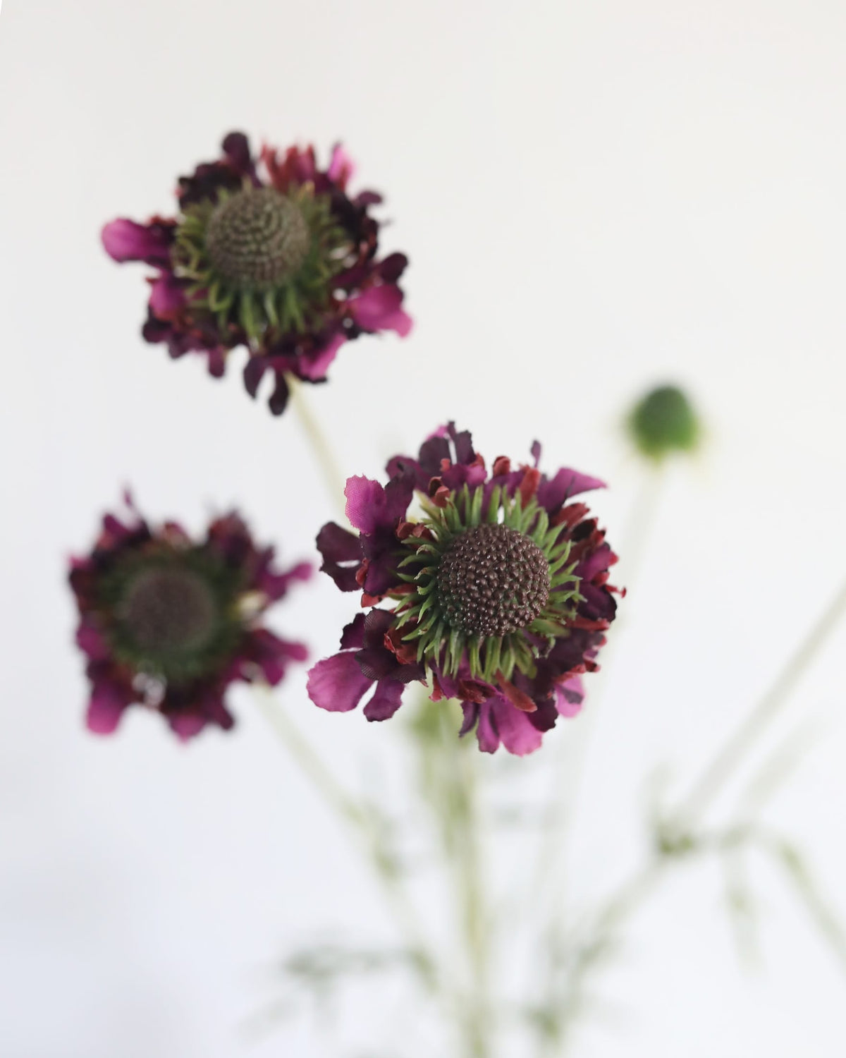 Artificial Violet Scabiosa Wildflower close up 