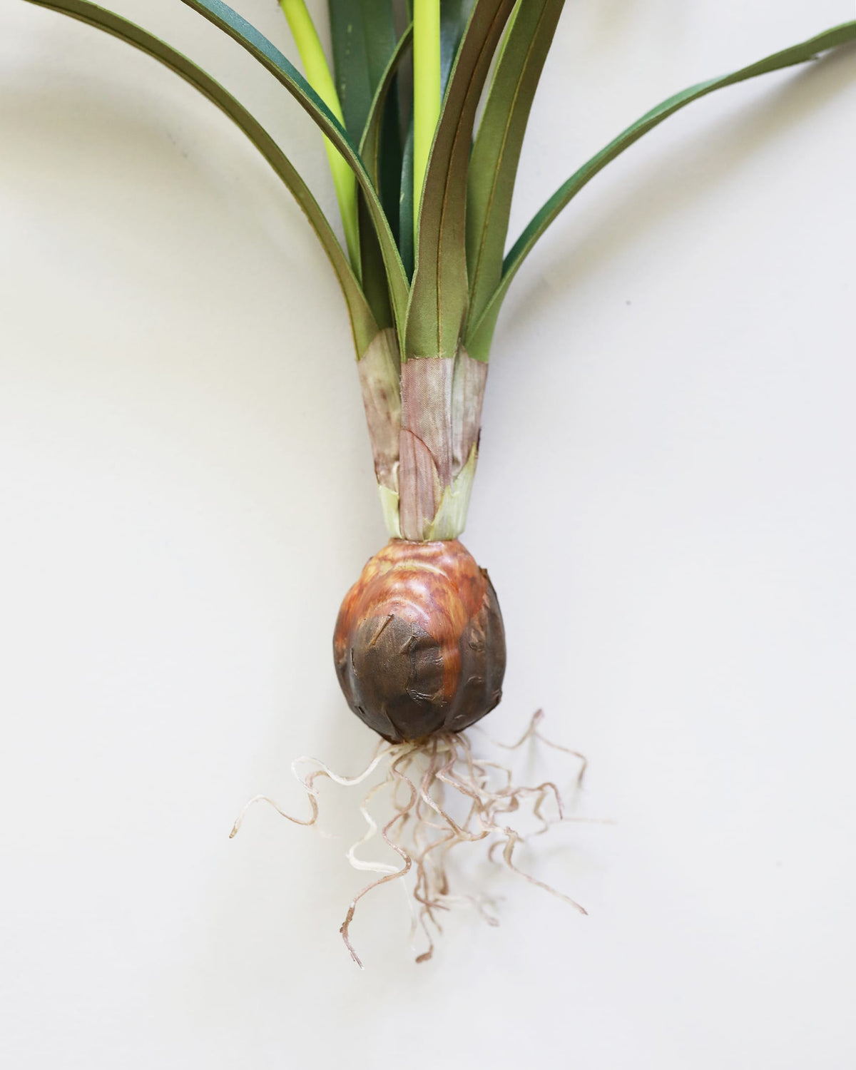 Details of Fake Narcissus Flower Bulb