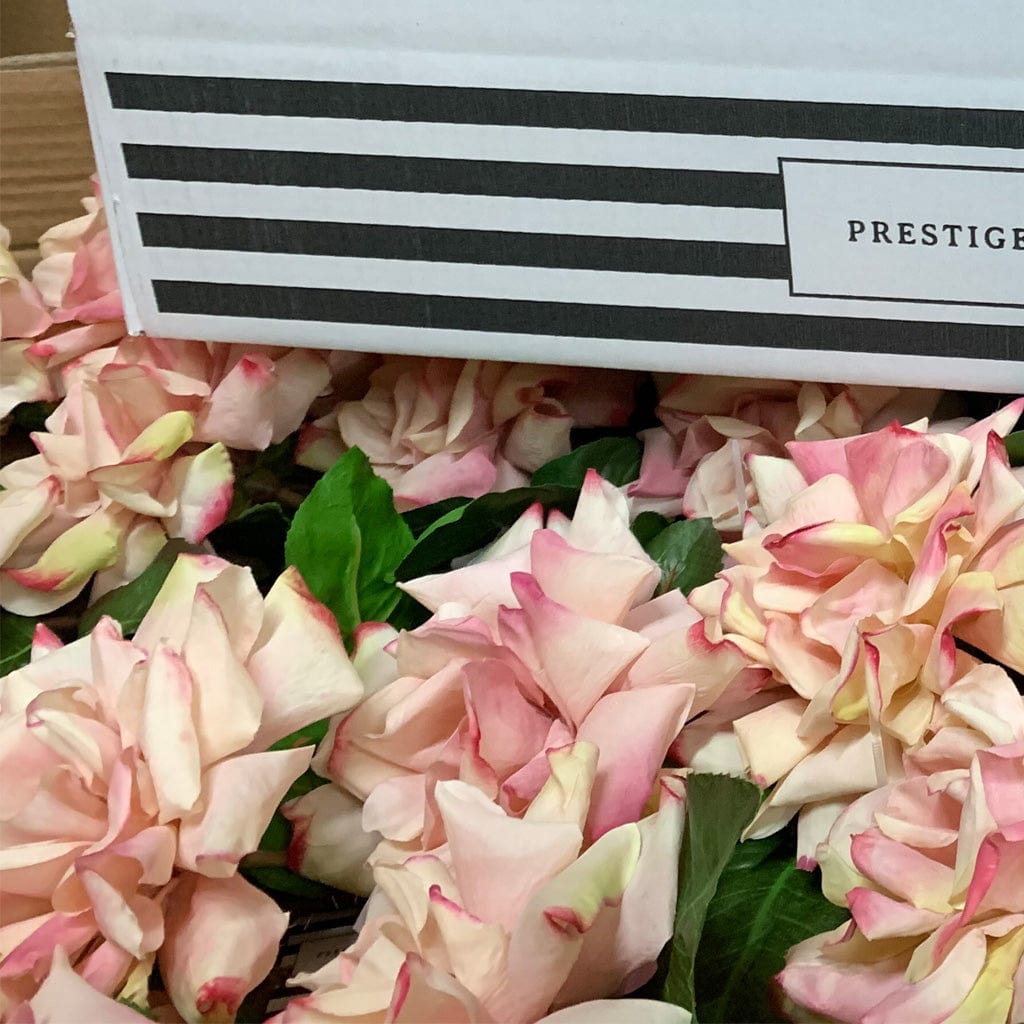 Prestige Botanicals About Us Page