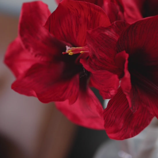 Video of Red Faux Amaryllis Stems in Vase