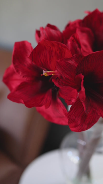 Video of Red Faux Amaryllis Stems in Vase