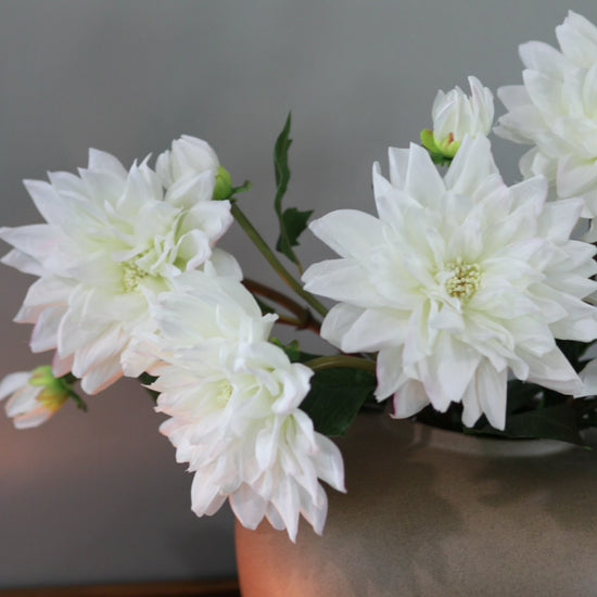 White Silk Dahlia Flowers in Vase Video